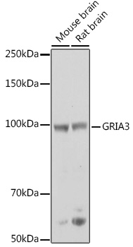 GRIA3 Polyclonal Antibody