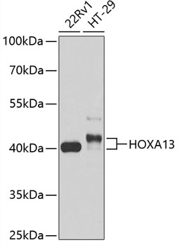HOXA13 Polyclonal Antibody