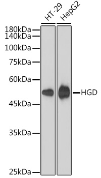 HGD Monoclonal Antibody [7O8Q1]