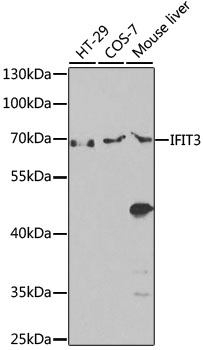 IFIT3 Polyclonal Antibody