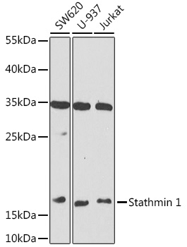 Stathmin 1 Polyclonal Antibody