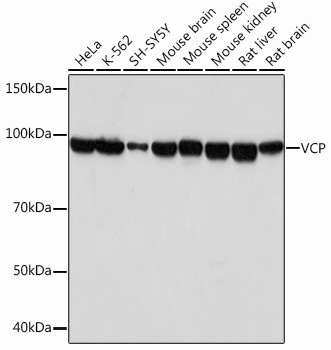 VCP Monoclonal Antibody [3P8T3]