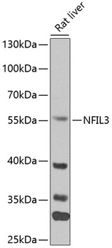 NFIL3 Polyclonal Antibody