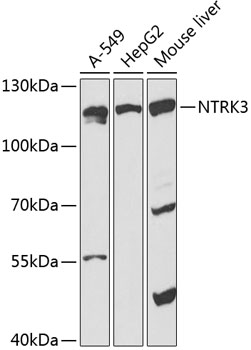 TrKC Polyclonal Antibody