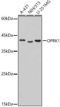 OPRK1 Polyclonal Antibody