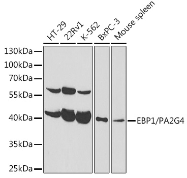 EBP1/PA2G4 Polyclonal Antibody