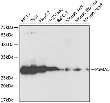 PSMA5 Polyclonal Antibody