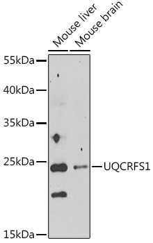 UQCRFS1 Polyclonal Antibody