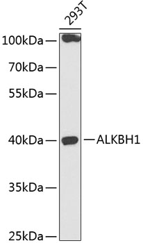 ALKBH1 Polyclonal Antibody
