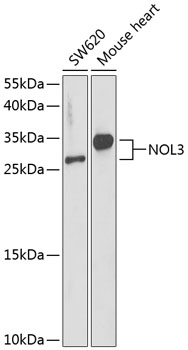 NOL3 Polyclonal Antibody