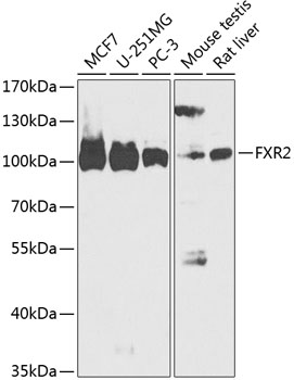 FXR2 Polyclonal Antibody