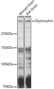 Dystrophin Polyclonal Antibody