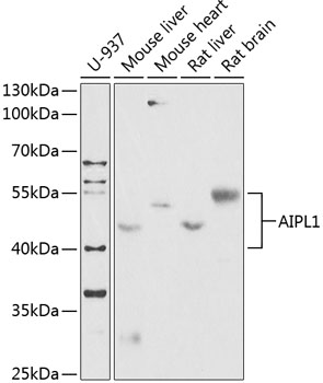 AIPL1 Polyclonal Antibody