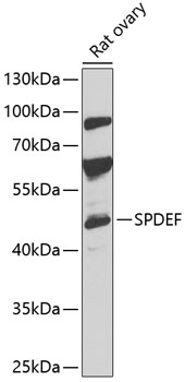 SPDEF Polyclonal Antibody