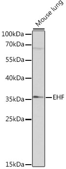 EHF Polyclonal Antibody