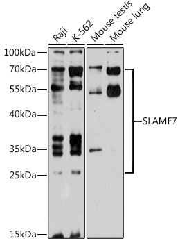 SLAMF7 Polyclonal Antibody