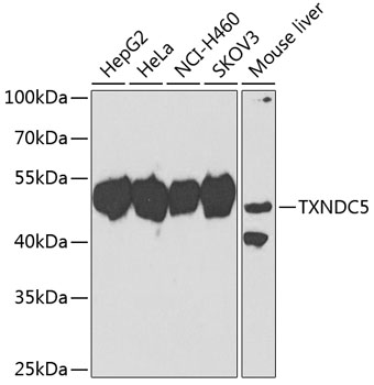 TXNDC5 Polyclonal Antibody