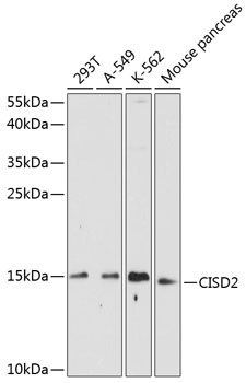 CISD2 Polyclonal Antibody