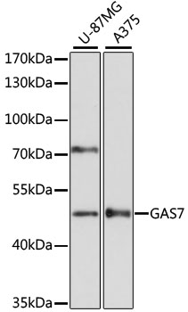 GAS7 Polyclonal Antibody