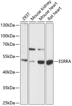 ESRRA Polyclonal Antibody
