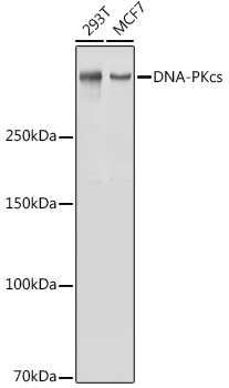 DNA-PKcs Polyclonal Antibody