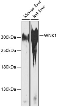 WNK1 Polyclonal Antibody