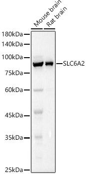 SLC6A2 Polyclonal Antibody