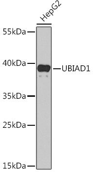 UBIAD1 Polyclonal Antibody