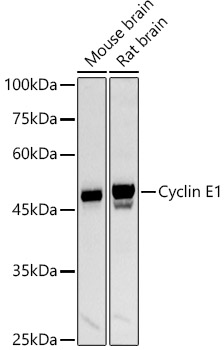 Cyclin E1 Polyclonal Antibody