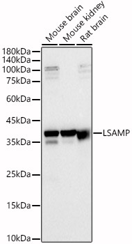 LSAMP Polyclonal Antibody