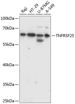 TNFRSF25 Polyclonal Antibody