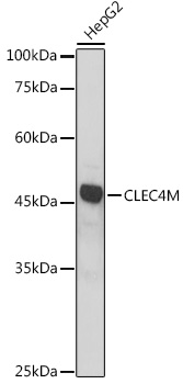 CLEC4M Polyclonal Antibody