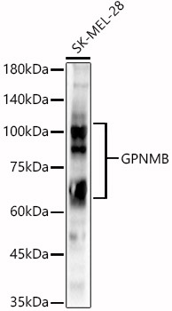 GPNMB Polyclonal Antibody