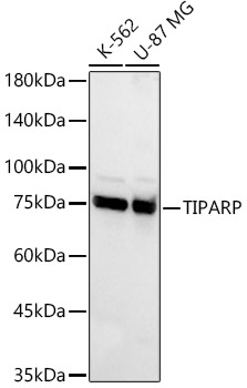 TIPARP Polyclonal Antibody
