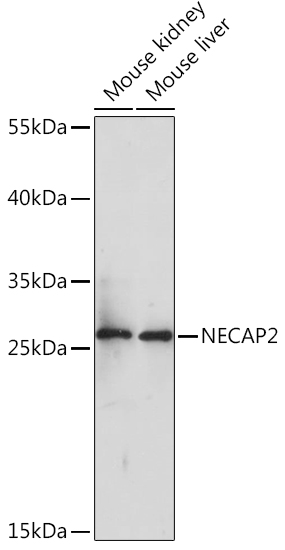 NECAP2 Polyclonal Antibody