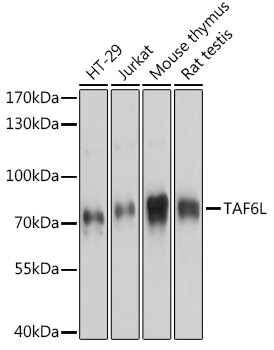 TAF6L Polyclonal Antibody