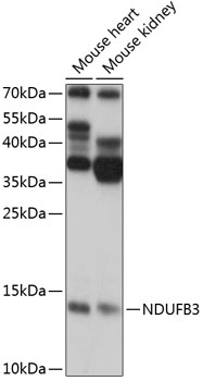 NDUFB3 Polyclonal Antibody