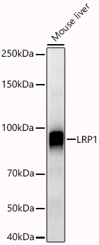 LRP1 Polyclonal Antibody