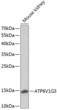 ATP6V1G3 Polyclonal Antibody