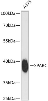 SPARC Polyclonal Antibody
