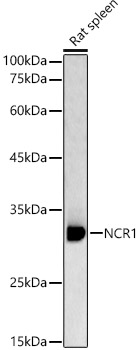NCR1 Polyclonal Antibody