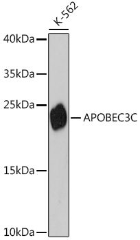 APOBEC3C Polyclonal Antibody