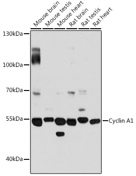 Cyclin A1 Polyclonal Antibody