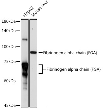 Fibrinogen alpha chain (FGA) Polyclonal Antibody