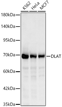 DLAT Polyclonal Antibody