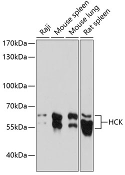 HCK Polyclonal Antibody