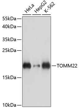 TOMM22 Polyclonal Antibody