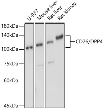 CD26/DPP4 Polyclonal Antibody