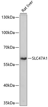 SLC47A1 Polyclonal Antibody
