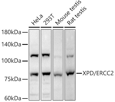 XPD/ERCC2 Polyclonal Antibody